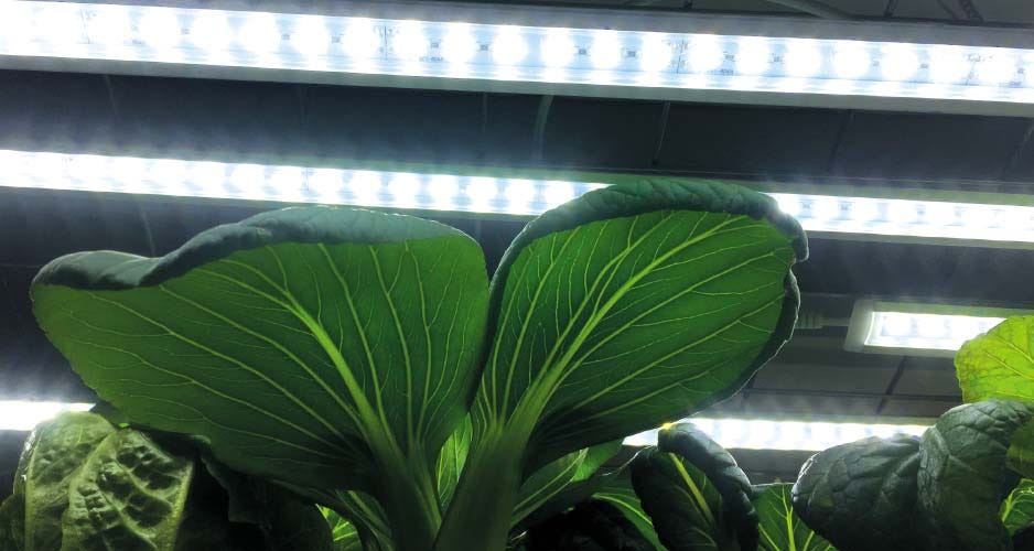 Nelson Garden Plantbelysning LED No.1 85cm 23W med adapter